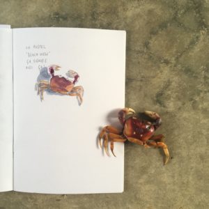 crabe-playa-venao-cove-hostel
