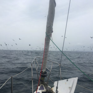 las-perlas-pelican-boat