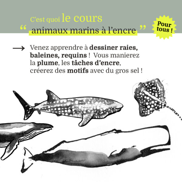Cours de dessin animaux marins