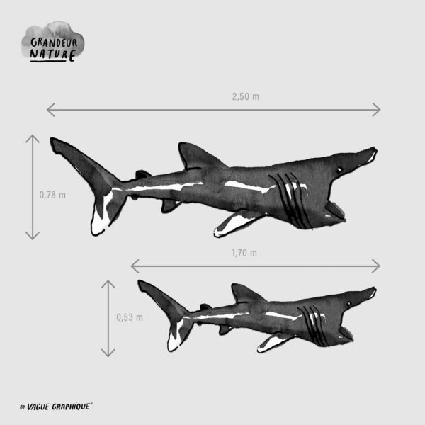 Dimensions stickers baleine et requin, galerie bretonne