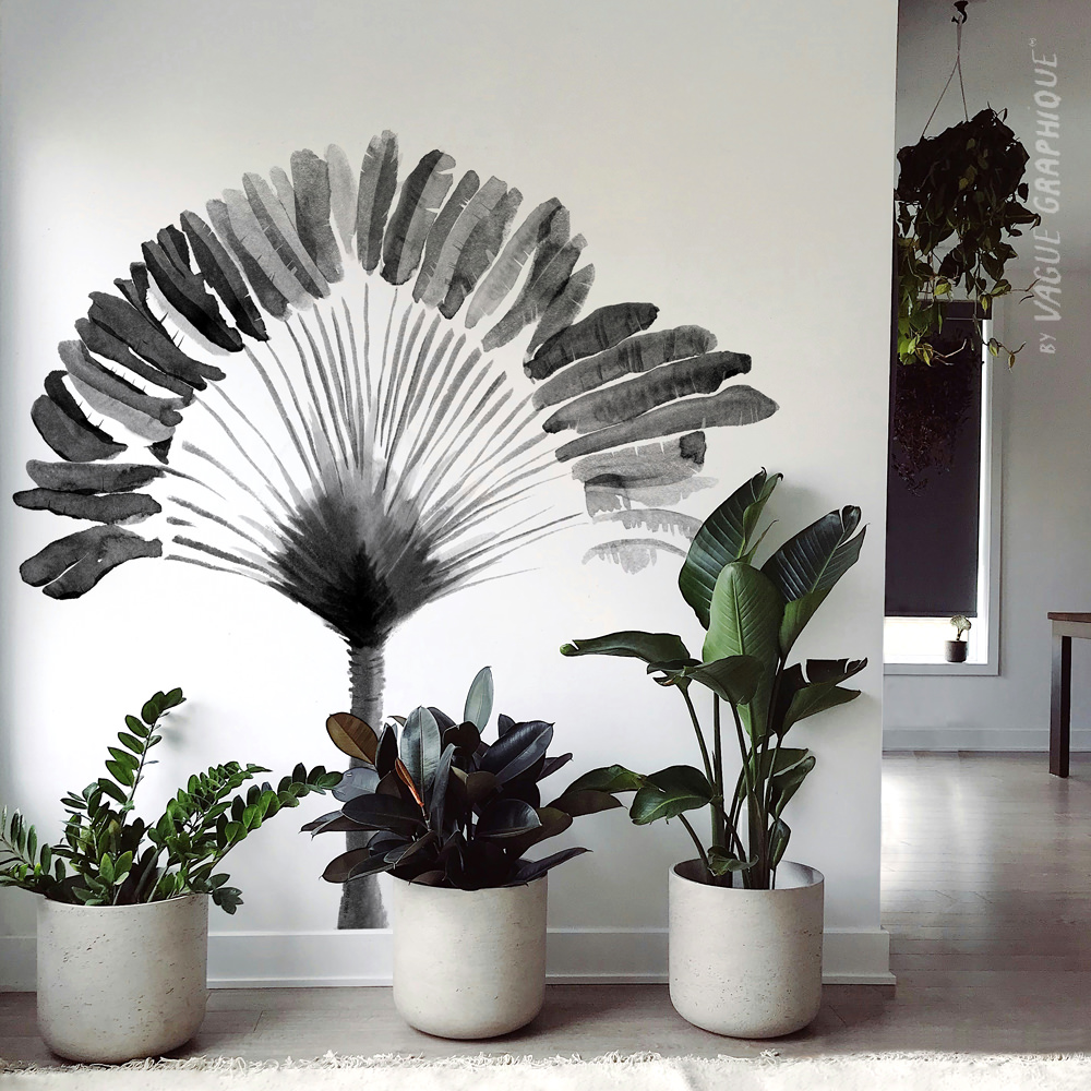 Arbre du voyageur pour végétaliser un mur blanc sans effort !
